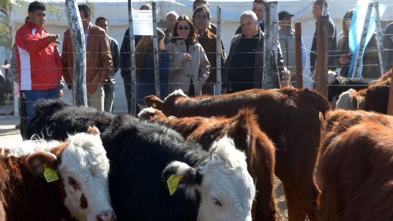 Plan Toros: “El avance ha superado todas las expectativas”
