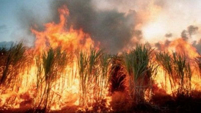 Combaten incendio en un cañaveral en Polcos