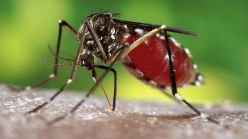 Confirmaron el primer caso de chikungunya en Córdoba