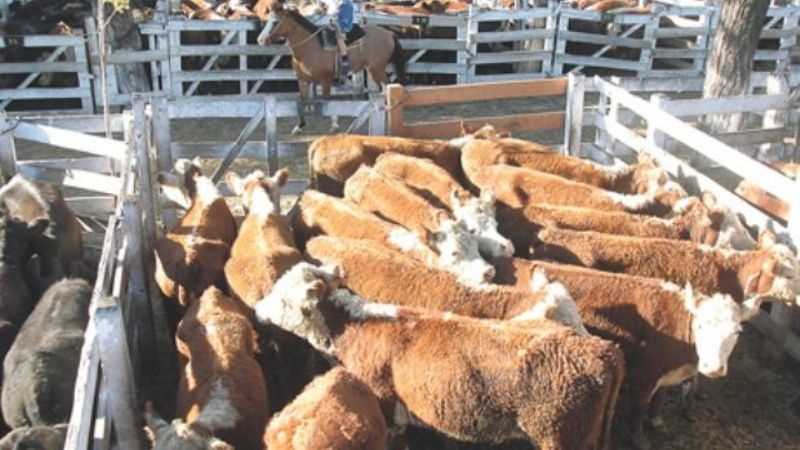 Denuncian parálisis del 50% de la industria de la carne