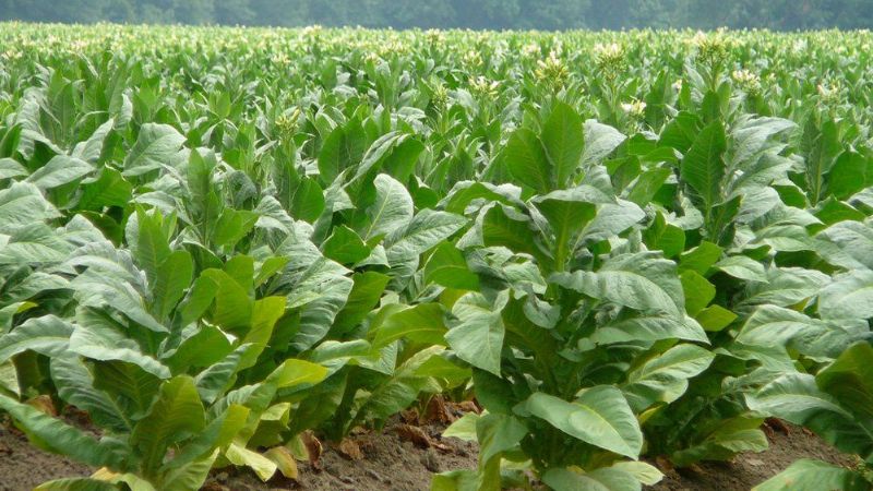 Provincias productoras de tabaco piden agilizar el FET