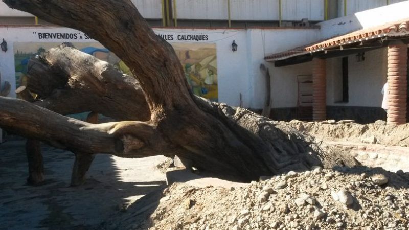 El árbol inmortal