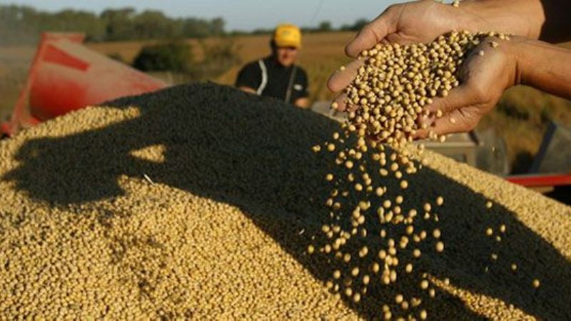 Según un estudio, productores de granos trabajan a pérdida