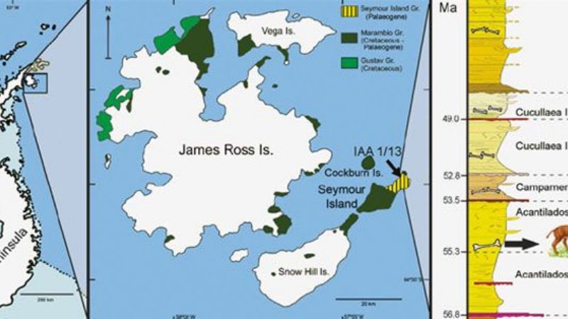 Paleontólogos descubrieron los mamíferos más antiguos de la Antártida