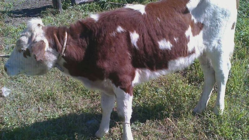 Secuestran dos animales vacunos en Capayán