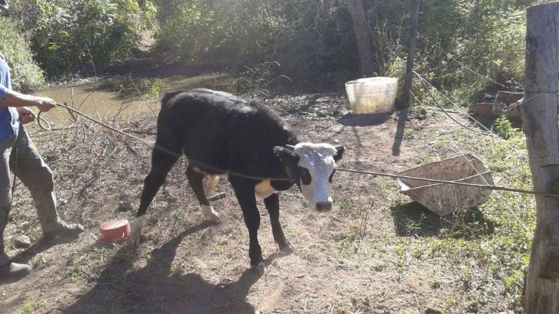 Secuestran dos animales vacunos en Capayán