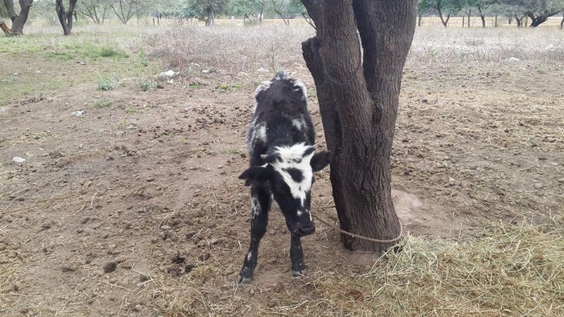 Secuestran un ternero y arrestan a tres sujetos en Ambato