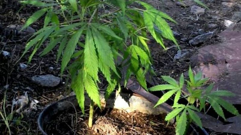 Secuestran 260 kilos de carne en megaoperativo de control policial