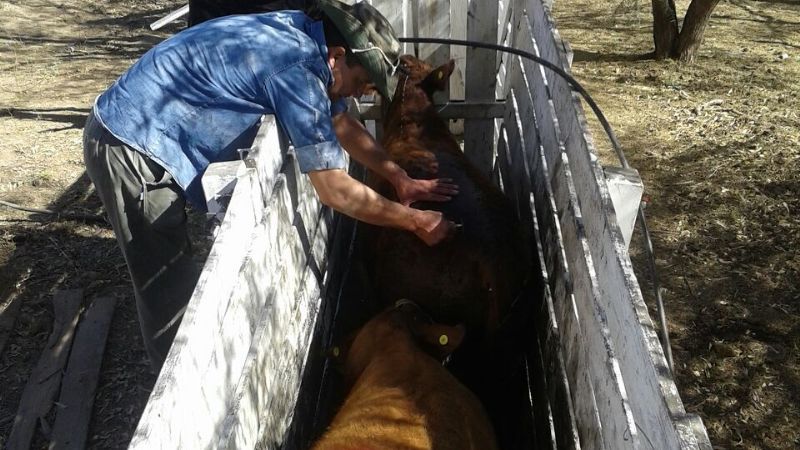 Secuestran terneros en Chumbicha