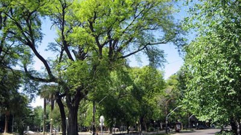 Protección del árbol