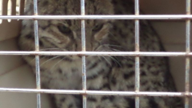 Gato mató a “lote de ponedoras” y dejó a productora a la deriva