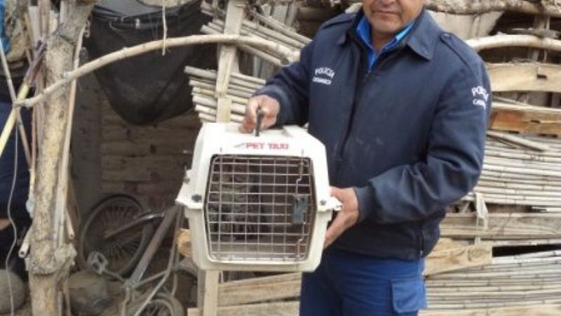 Gato mató a “lote de ponedoras” y dejó a productora a la deriva