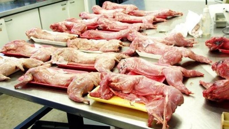 Conejos aptos para cardíacos
