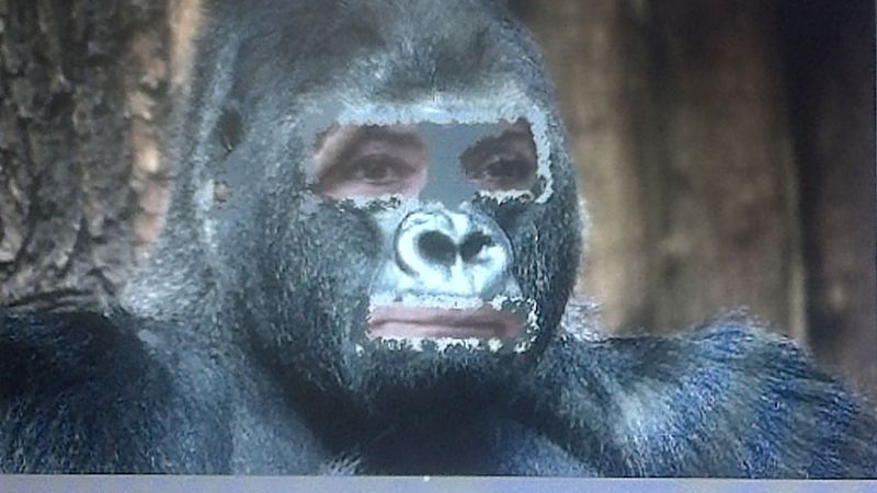 “Si le crecen pelos, actúa y hasta habla como un ‘gorila’, ¿qué es?"