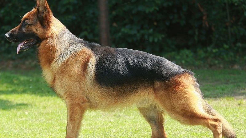 Campeonato de Ovejero Alemán en Valle Viejo