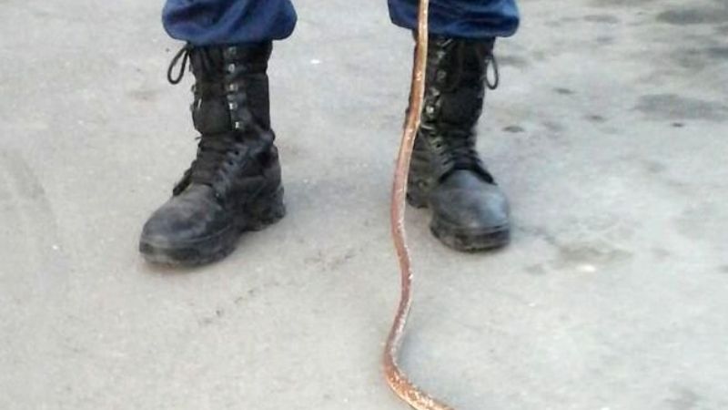 Encuentran una víbora en un comercio