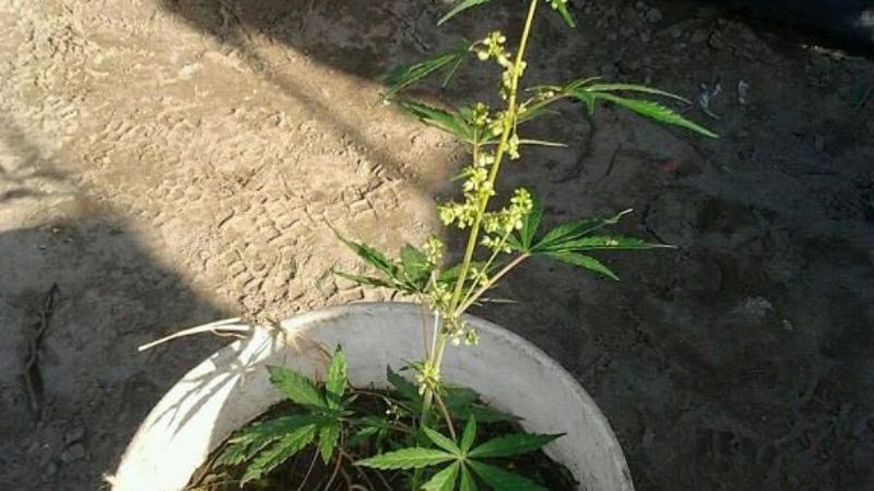 Tras un desorden de magnitud, secuestran importante cantidad de droga