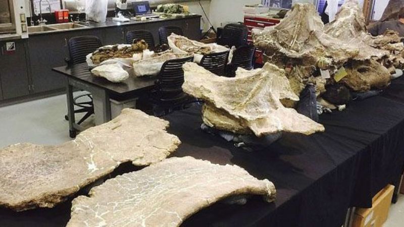 Hallan un descomunal dinosaurio en Argentina