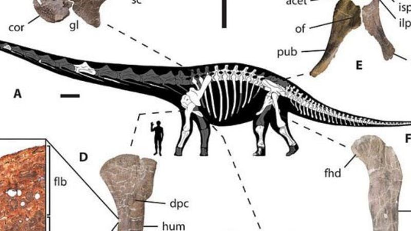 Hallan un descomunal dinosaurio en Argentina