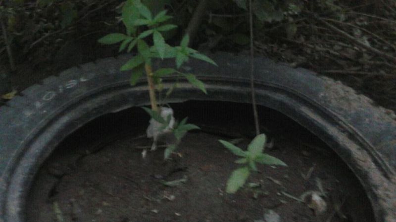 Arrestan a un sujeto y le secuestran droga y plantas de marihuana