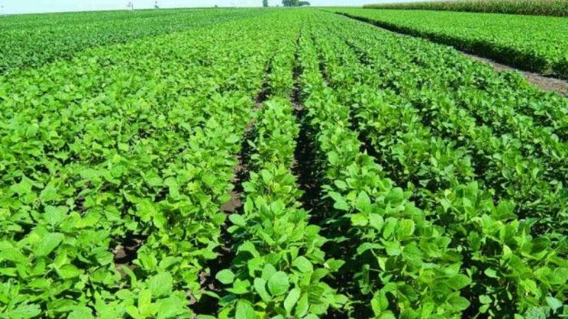 Gobernadores quieren usar los fondos sojeros para gastos corrientes