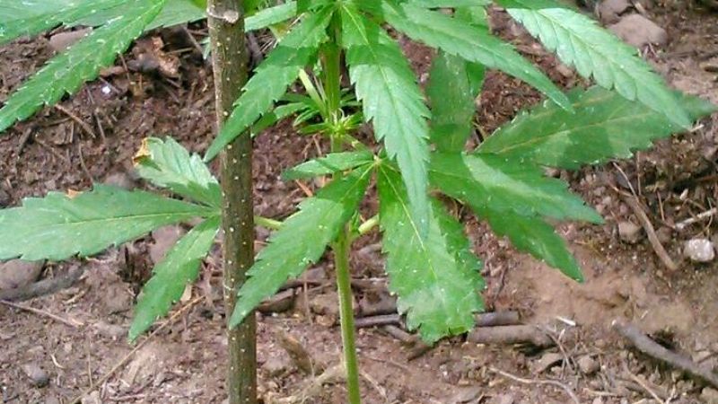 Encuentran planta de marihuana