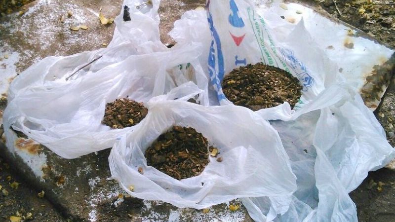 Encuentran planta de marihuana