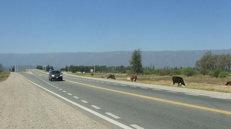 Peligro: animales sueltos en la Circunvalación Néstor Kirchner