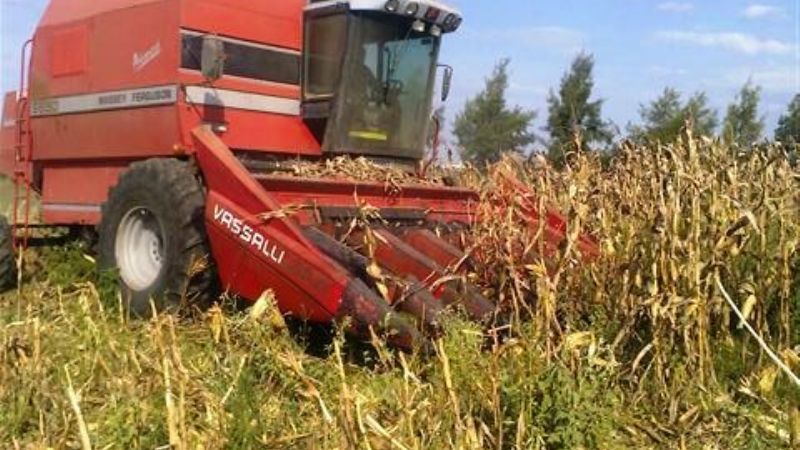 Siembra de maíz en Los Altos