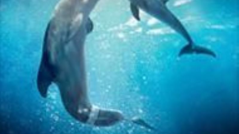 “Comando Especial” y “En el Tornado”, los estrenos en el Cine