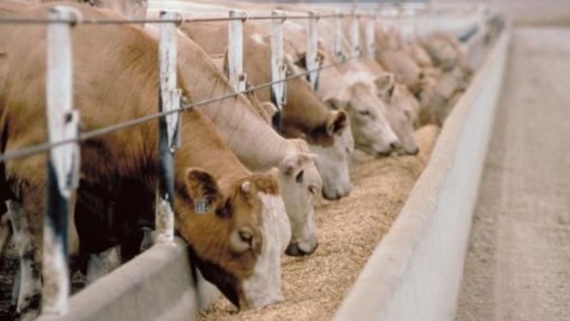 Argentina se incorpora a la cuota de la UE para carne vacuna