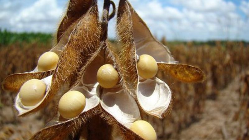 Claves para la campaña de soja 2014-2015 para el NEA y NOA