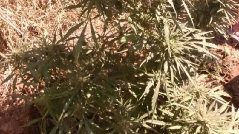 Secuestran una planta de marihuana