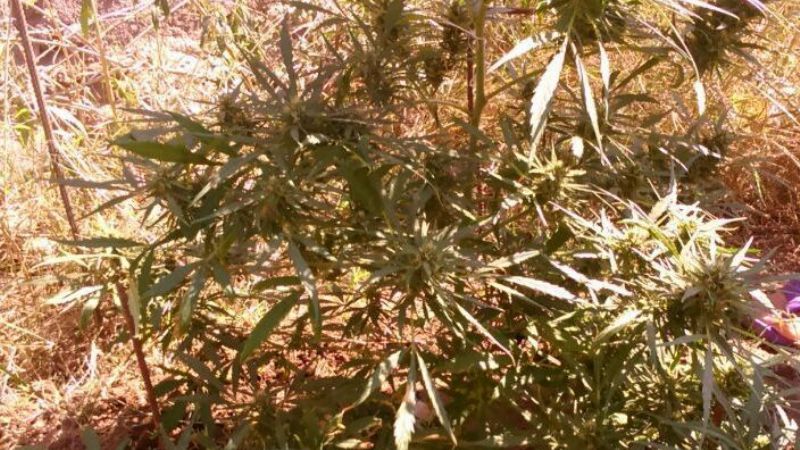 Secuestran una planta de marihuana