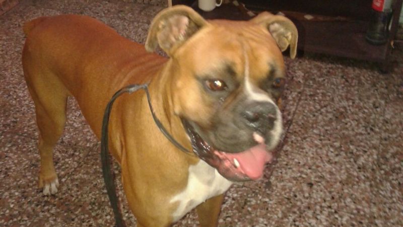 Bóxer espera a su dueño en la comisaría