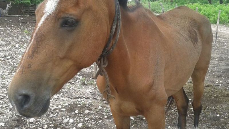 Secuestran una yegua en Tapso