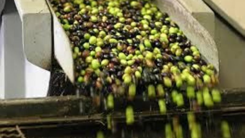 Buscan crear un fondo fiduciario para afrontar la cosecha olivícola