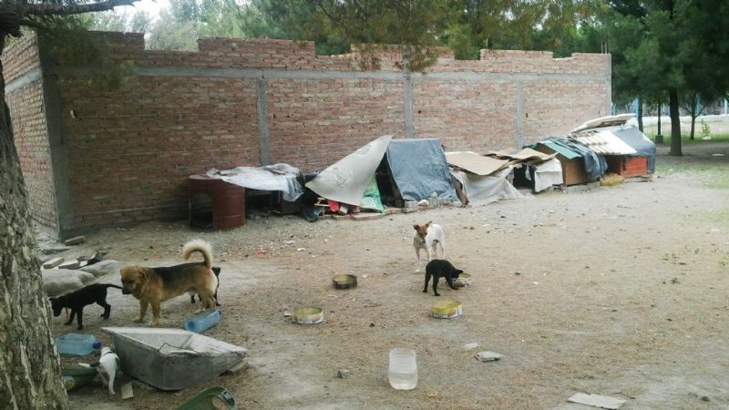 Los perritos que se encontraban en el camping fueron trasladados a un nuevo hogar