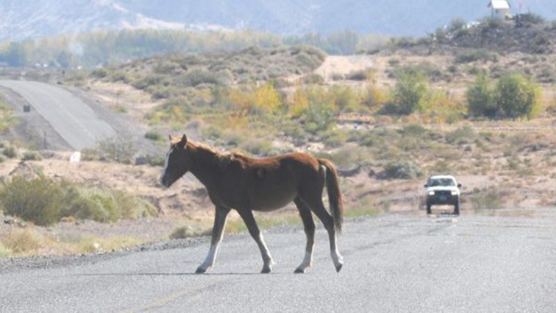 Secuestros de animales sueltos