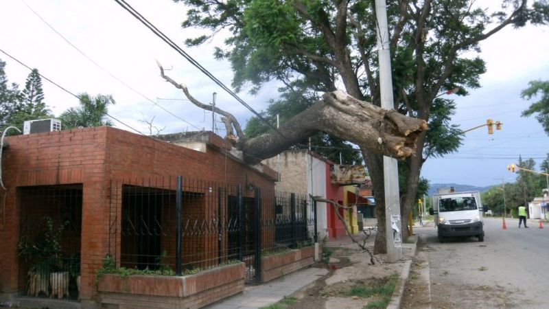 Cayó un árbol sobre una casa