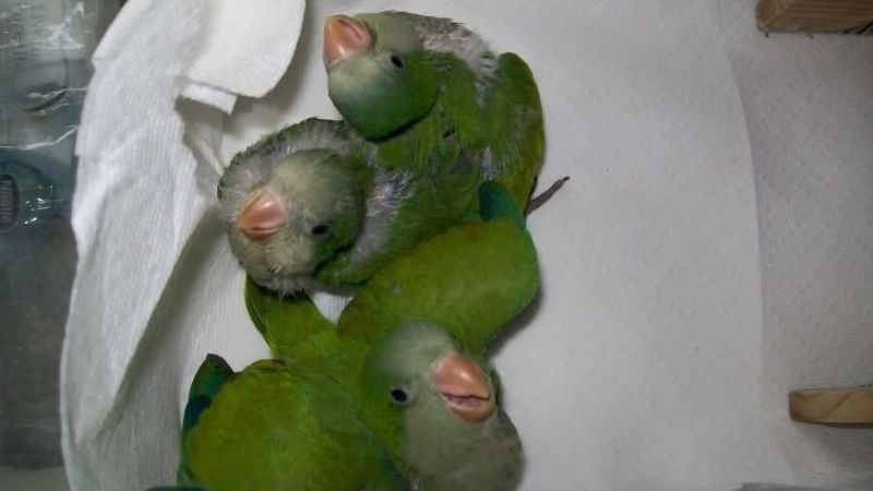 Advertencia por la venta de aves en la vía pública