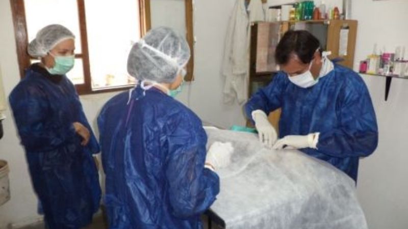 Tenencia responsable de mascotas