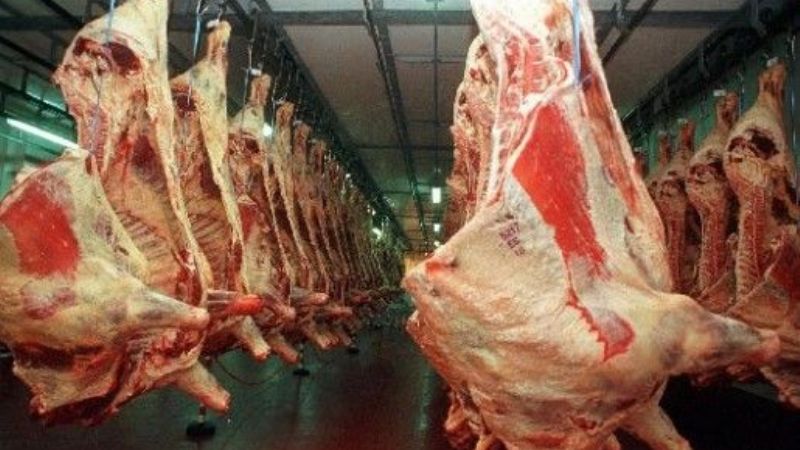 Promueven la producción de carne bovina y de búfalos