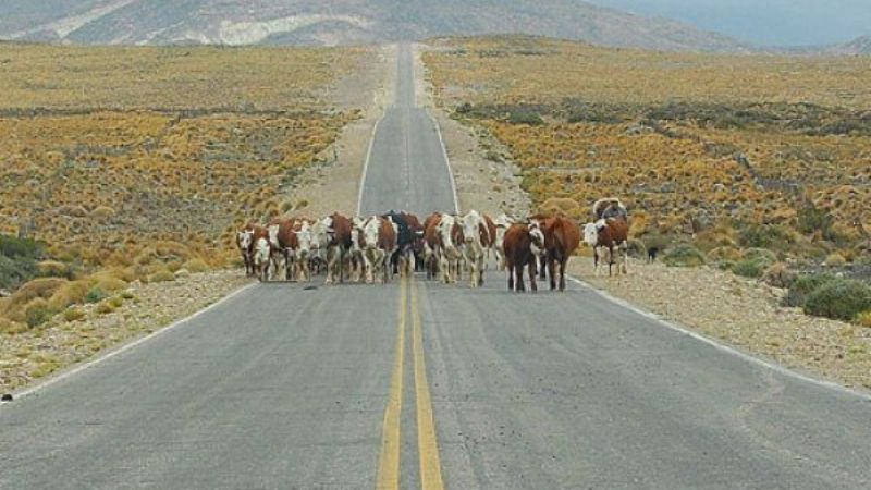 NEA, la región que encabeza el ranking de animales atropellados en rutas