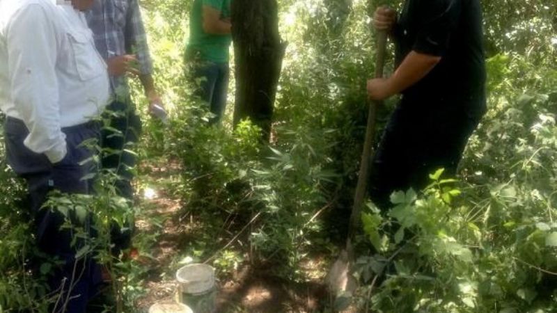 Encuentran plantas de marihuana en Valle Viejo