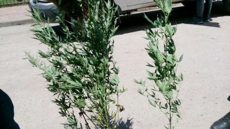 Encuentran plantas de marihuana en Valle Viejo