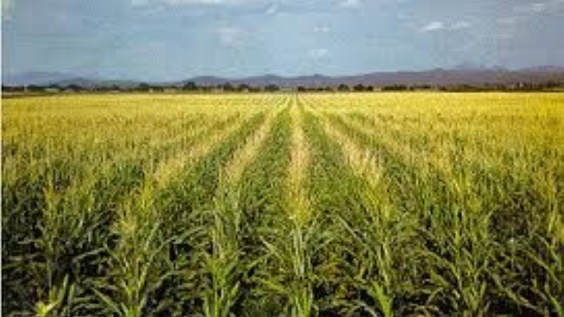 Estiman una cosecha de maíz de 22,4 millones de toneladas