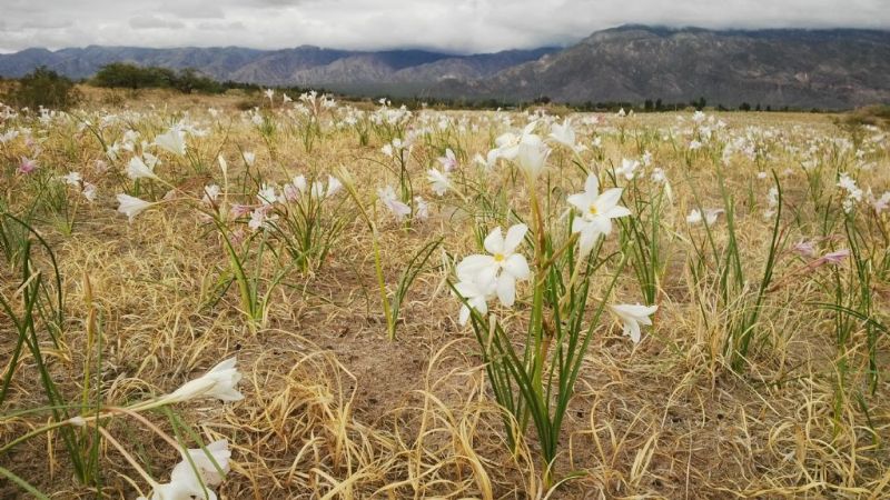 Luego de la lluvia, los campos están cubiertos de perfumados amancay