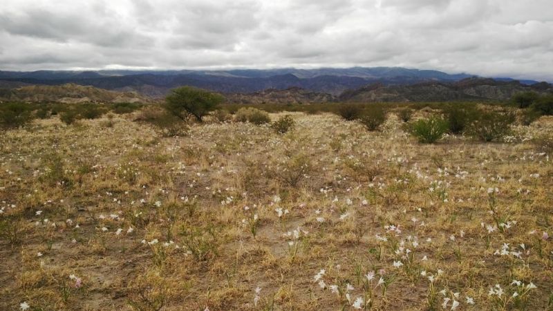 Luego de la lluvia, los campos están cubiertos de perfumados amancay