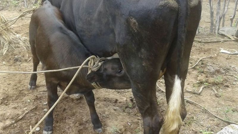 Secuestran una vaca y un ternero